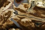 Polished Petrified Wood Slab - McDermitt, Oregon #184930-1